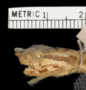 Media type: image;   Herpetology R-37181